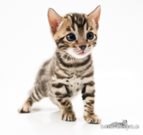  Bengal Cat Halle